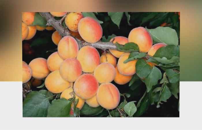 Sống khỏe 360 -  Bài thuốc hữu dụng từ cây mơ (03-07-2020)